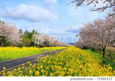 綠山路，櫻花，油菜花，春天的花朵，美麗的道路，櫻花路，加西里， 75988323