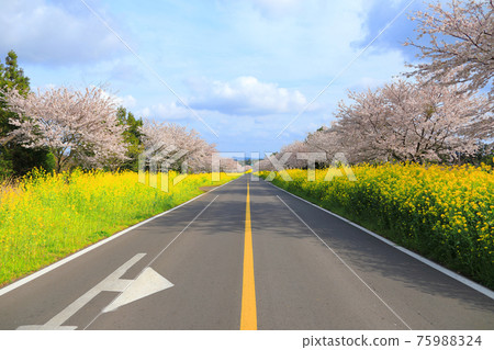 Noksan-ro, cherry blossoms, rape blossoms, spring flowers, beautiful road, cherry blossom road, Gasiri, 75988324