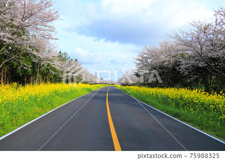 Noksan-ro, cherry blossoms, rape blossoms, spring flowers, beautiful road, cherry blossom road, Gasiri, 75988325