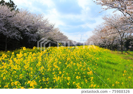 Noksan-ro, cherry blossoms, rape blossoms, spring flowers, beautiful road, cherry blossom road, Gasiri, 75988326