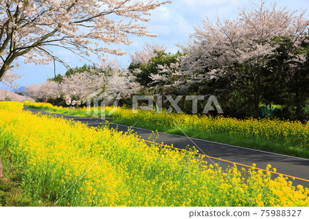 Noksan-ro, cherry blossoms, rape blossoms, spring flowers, beautiful road, cherry blossom road, Gasiri, Noksan-ro, cherry blossoms, rape blossoms, spring flowers, beautiful road, cherry blossom road, Gasiri, 75988327