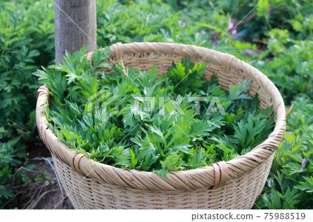 採摘草艾草 75988519