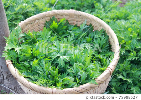 採摘草艾草 採摘草艾草 75988527