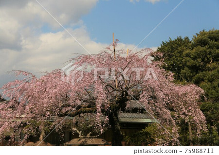 佐野美術館的垂枝櫻花盛開 佐野美術館的垂枝櫻花盛開 75988711