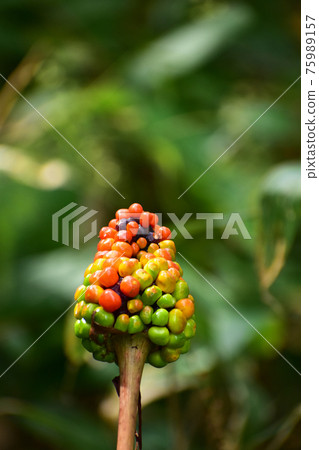 Autumn serrata fruit 75989157