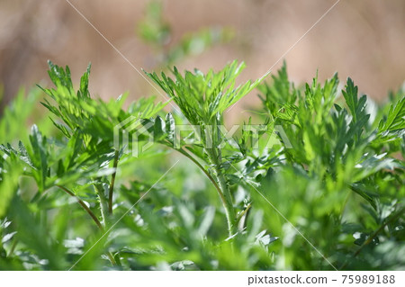 春艾(艾草) 春艾(艾草) 75989188