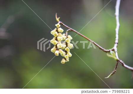 菊苣花 菊苣花 75989221