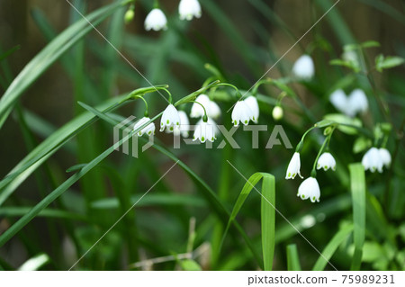 Snowflake (Suzuran Narcissus) flower Snowflake (Suzuran Narcissus) flower 75989231