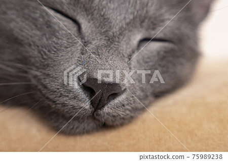Close-up of the nose of a sleeping gray cat Close-up of the nose of a sleeping gray cat 75989238