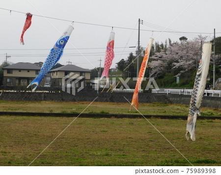 A family of carp streamers swimming in a breeze 75989398