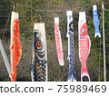 A family of carp streamers 75989469