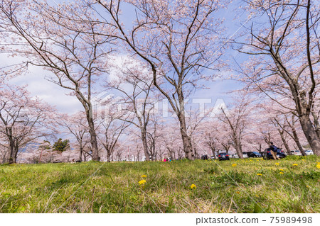 櫻花/櫻花圖像 75989498
