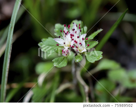 Spring mountain stream flowers 75989502