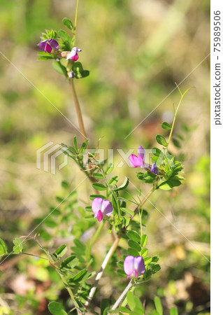 Karasuno pea (crowno pea) or Yake 豌 Bean (Yahazu pea) Karasuno pea (crowno pea) or Yake 豌 Bean (Yahazu pea) 75989506