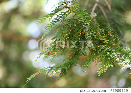 扁柏花（雄花） 75989529