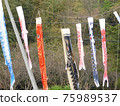 A family of carp streamers decorated side by side 75989537