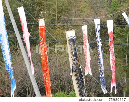 A family of carp streamers decorated side by side A family of carp streamers decorated side by side 75989537