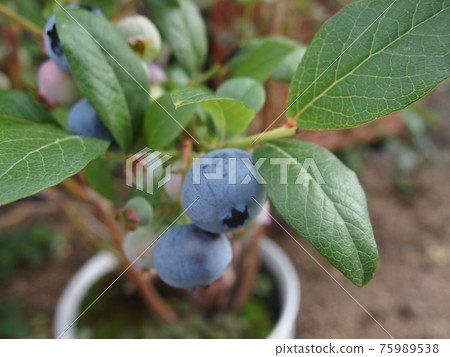 Blueberry fruit leaf fruit Blueberry fruit leaf fruit 75989538