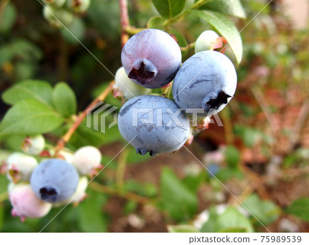 Blueberry fruit fruit branch Blueberry fruit fruit branch 75989539