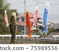Colorful carp streamer swimming in a breeze 75989556