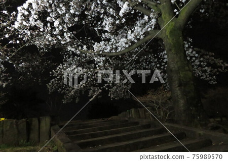 夜櫻-側樓梯 75989570