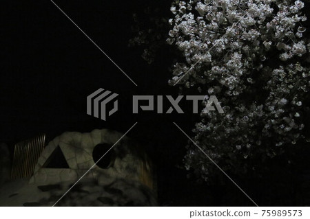 夜櫻~帶玩具~01 夜櫻~帶玩具~01 75989573