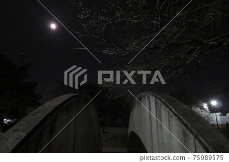 夜櫻-與月亮-06 夜櫻-與月亮-06 75989575