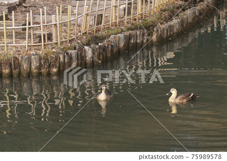 生活在公園池塘里的斑嘴鴨 75989578