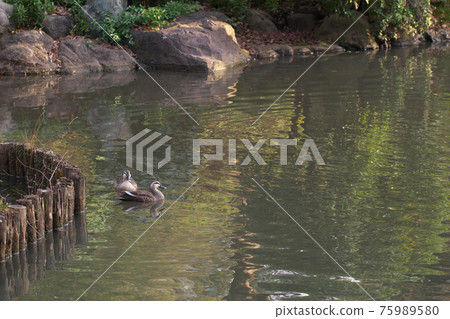Spot-billed ducks living in a pond in the park Spot-billed ducks living in a pond in the park 75989580