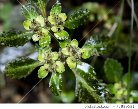Spring mountain stream flowers, yellow stains Spring mountain stream flowers, yellow stains 75989581