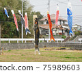 Colorful carp streamers swimming in a breeze 75989603