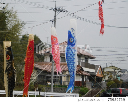 鯉魚旗在風中休息 75989739