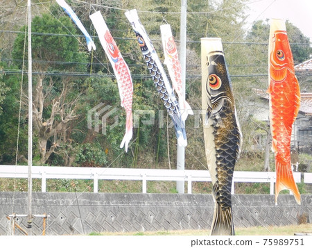 家長鯉魚旗看孩子游泳 75989751