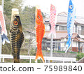 Carp streamer that shines in the spring sky 75989840