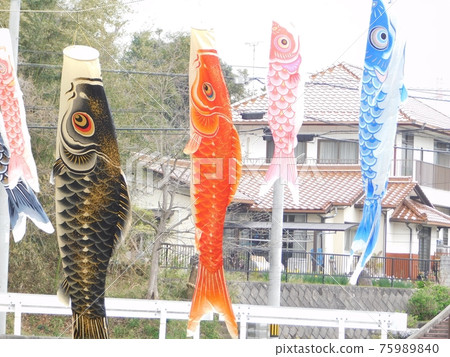 Carp streamer that shines in the spring sky 75989840