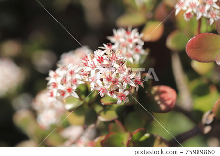 Flowered Enko Benkei (Fuchibeni Benkei) or Jade Plant Flowered Enko Benkei (Fuchibeni Benkei) or Jade Plant 75989860