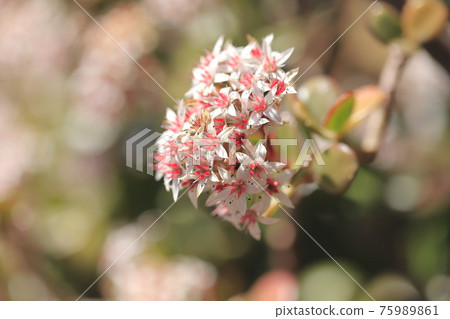 Flowered Enko Benkei (Fuchibeni Benkei) or Jade Plant Flowered Enko Benkei (Fuchibeni Benkei) or Jade Plant 75989861
