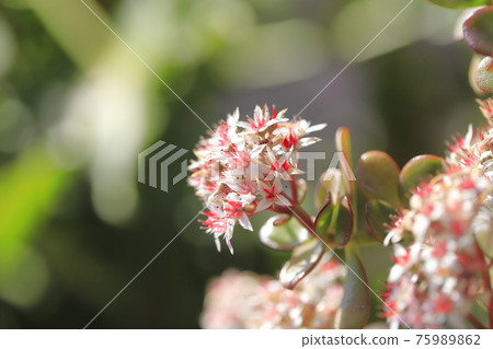 Flowered Enko Benkei (Fuchibeni Benkei) or Jade Plant Flowered Enko Benkei (Fuchibeni Benkei) or Jade Plant 75989862