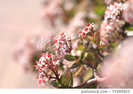 開花的 Enko Benkei (Fuchibeni Benkei) 或翡翠植物 開花的 Enko Benkei (Fuchibeni Benkei) 或翡翠植物 75989863