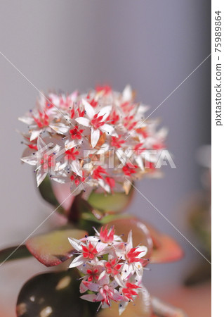 開花的 Enko Benkei (Fuchibeni Benkei) 或翡翠植物 開花的 Enko Benkei (Fuchibeni Benkei) 或翡翠植物 75989864