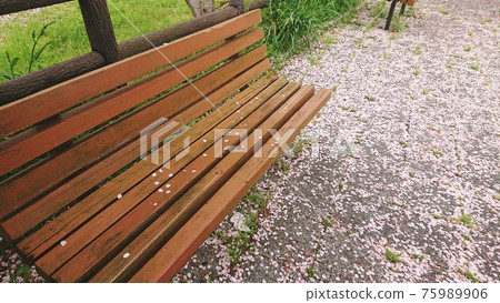 Spring bench with falling cherry blossoms 2 Copy space available Spring bench with falling cherry blossoms 2 Copy space available 75989906