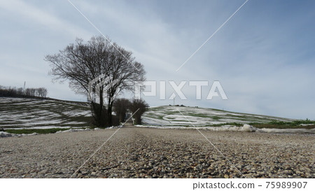 Snowy landscape Snowy landscape 75989907