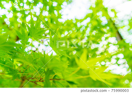 Fresh green of Korankei in early summer [Aichi Prefecture] 75990003