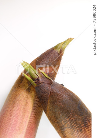 Bamboo shoots, bamboo shoots, bamboo shoots Bamboo shoots, bamboo shoots, bamboo shoots 75990024