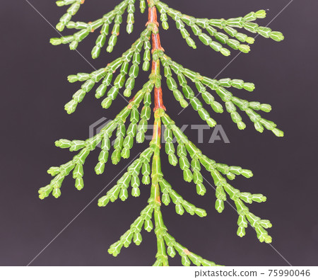 Y-shaped stomatal zone of cypress leaves (back side) 75990046