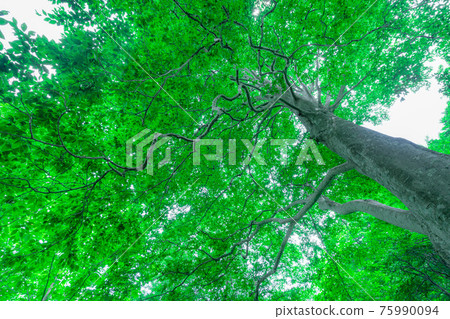 Beech tree with green leaves 75990094