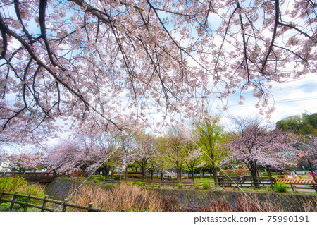 綾瀨市龍南公園的櫻花 75990191