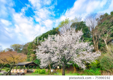 Sakura in Ayase City Ryonan Park Sakura in Ayase City Ryonan Park 75990192