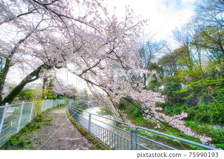 Sakura in Yabune Park, Ayase City Sakura in Yabune Park, Ayase City 75990193
