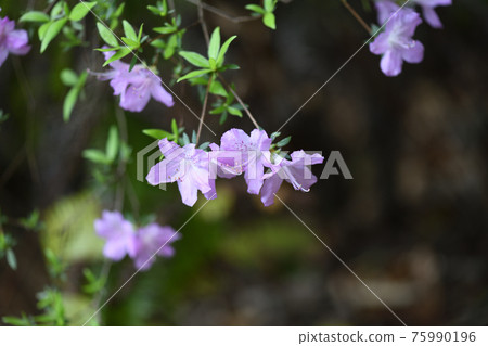 富士通 (富士杜鵑花) 的花 富士通 (富士杜鵑花) 的花 75990196